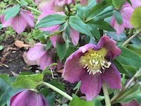 garden_9