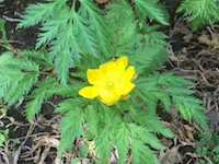 garden_10