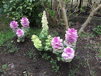 garden_11