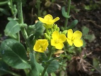 garden_12
