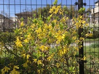 garden_13