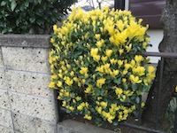 garden_14