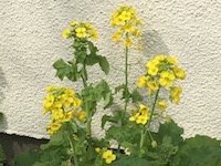 garden_15