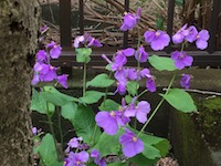 garden_16