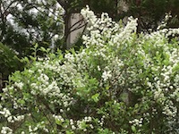 garden_17