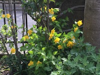 garden_18