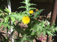 garden_19