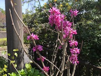 garden_20