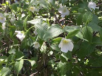 garden_21