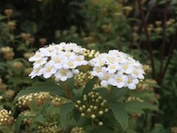 garden_22
