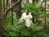 garden_23