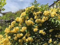 garden_24