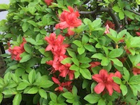 garden_25