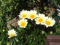 garden_26