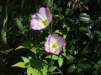 garden_27