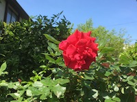 garden_28