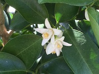 garden_29