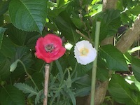 garden_30