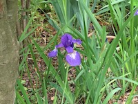 garden_31