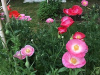 garden_32