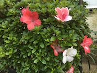 garden_33