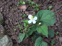 garden_34
