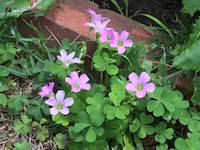 garden_35