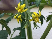 garden_36