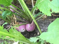 garden_37