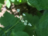 garden_38