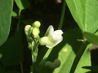 garden_39
