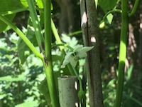 garden_40