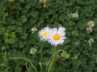 garden_41