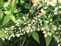 garden_42