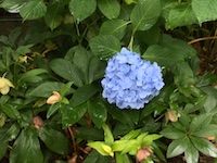 garden_43