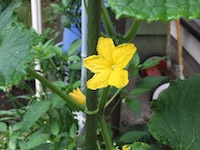 garden_44