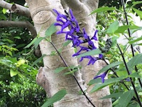 garden_45