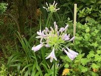 garden_46