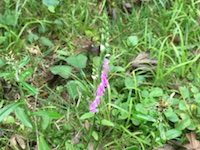 garden_47
