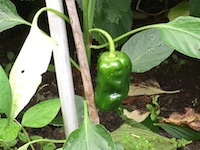 garden_48