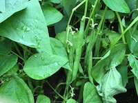 garden_49
