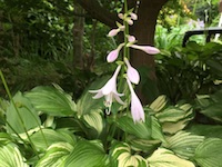 garden_50