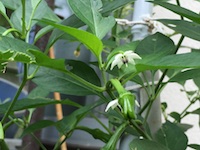 garden_51