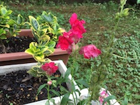 garden_52