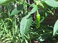 garden_53