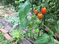 garden_54