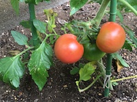 garden_55