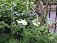 garden_56