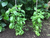 garden_57