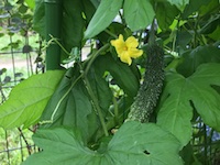 garden_58